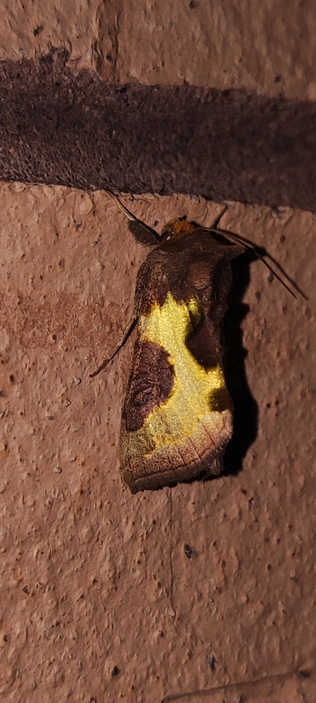 Cryptic Burnished Brass