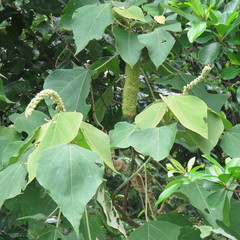 Mallotus mollissimus