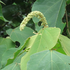 Mallotus mollissimus