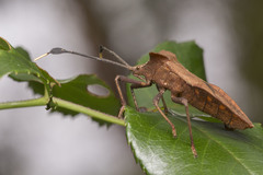 Dalader planiventris