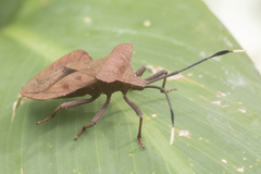 Dalader planiventris