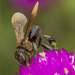 Long-chinned Stingless Bee - Photo (c) budak, some rights reserved (CC BY-NC), uploaded by budak