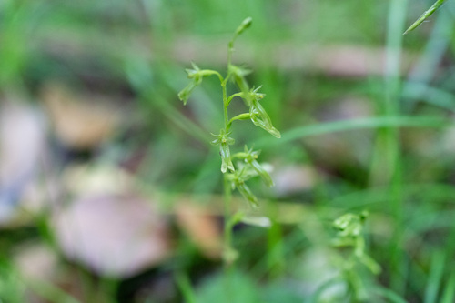 Neottia puberula iNat (2)