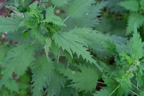 Urtica angustifolia iNat (2)