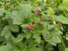 Fuertesimalva peruviana, photograph David F. Belmonte, CC BY, iNaturalist via GBIF