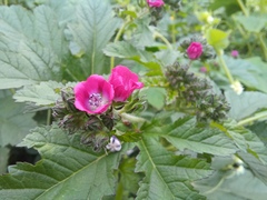 Fuertesimalva peruviana