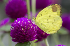 Eurema simulatrix