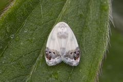 Neoduma kuangtungensis