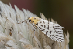 Ammatho zebrina