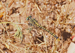 Austrogomphus australis