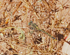 Austrogomphus australis