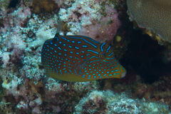 Canthigaster solandri
