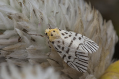 Ammatho zebrina