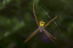 Argiope reinwardti