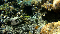 Halichoeres chloropterus