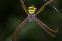 Argiope reinwardti
