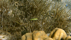 Halichoeres chloropterus