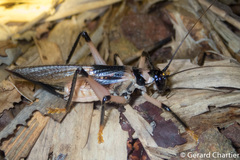 Capnogryllacris khmerica