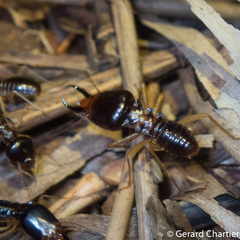 Macrotermes carbonarius