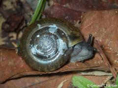 Ariophantidae