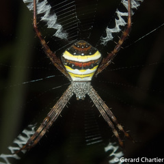 Argiope versicolor