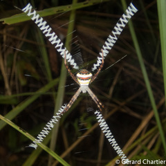 Argiope versicolor