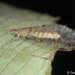 Spilosmylus - Photo (c) Gerard Chartier, alguns direitos reservados (CC BY)