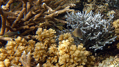 Halichoeres melanurus