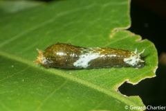 Papilio polytes romulus