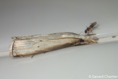 Calamotropha