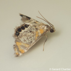 Nymphicula