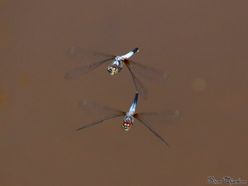 Oriental Blue Dasher photo 5