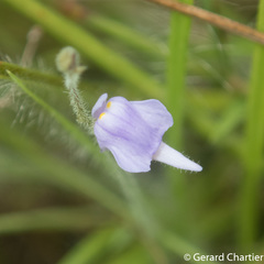 Utricularia hirta