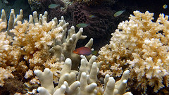 Pseudocheilinus hexataenia