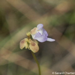 Utricularia caerulea