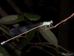 Archibasis oscillans