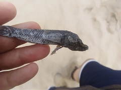 Dormitator latifrons