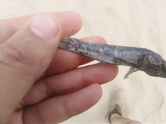 Dormitator latifrons