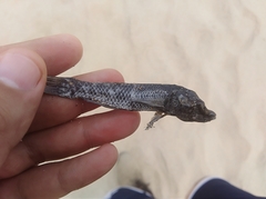 Dormitator latifrons