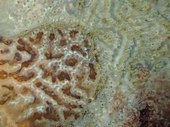 Aplidium glabrum