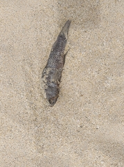 Dormitator latifrons