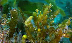 Cochleoceps orientalis