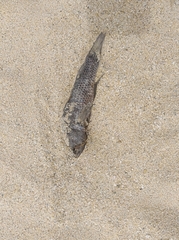 Dormitator latifrons