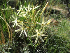 Ixia paniculata