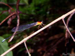 Indosticta deccanensis