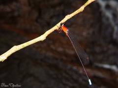 Indosticta deccanensis