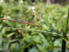 Ceriagrion rubiae