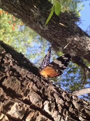 Hamadryas amphinome mazai