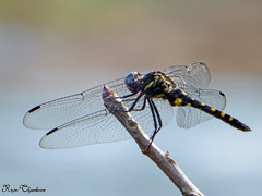Onychothemis testacea