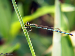 Agriocnemis pieris